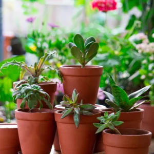 Terracotta Pot P13 - Set of 6