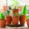 Terracotta Pot P14 - Set of 6