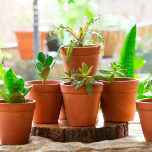 Terracotta Pot P14 - Set of 6