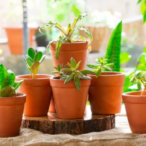 Terracotta Pot P15 - Set of 6