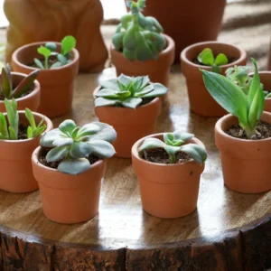Terracotta Pot P17 - Set of 10