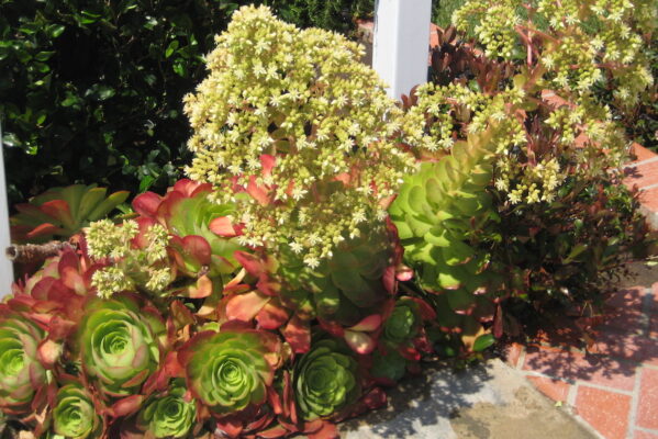 Aeonium