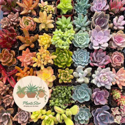 Succulent plants India