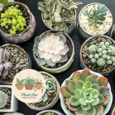 Succulent plants India