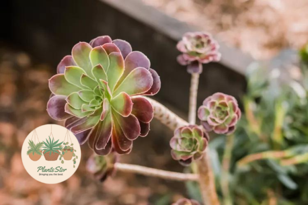Aeonium