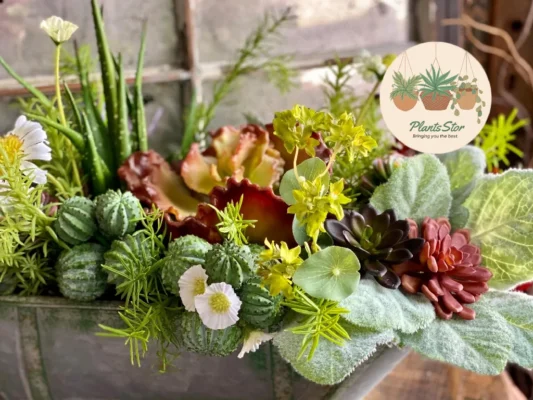 succulents in floral arrangements