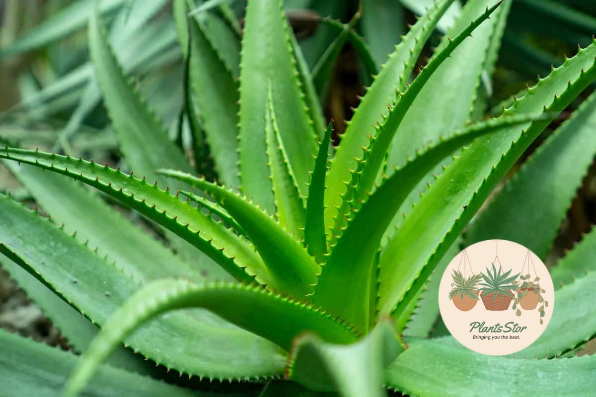 Aloe Vera
