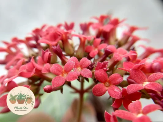 Kalanchoe Blossfeldiana