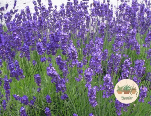 Best Companions for Succulents