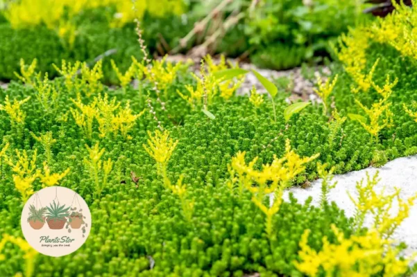 Best Companions for Succulents