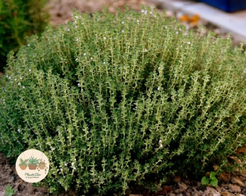 Best Companions for Succulents