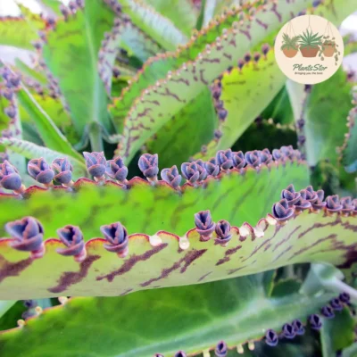 Kalanchoe Daigremontiana