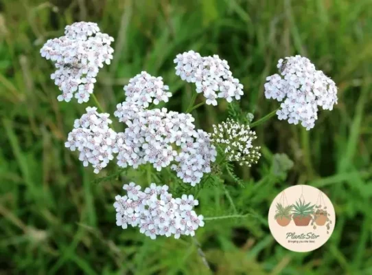 Best Companions for Succulents