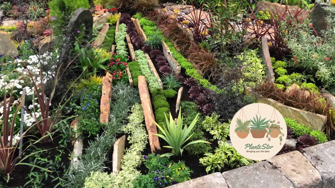 Best Companion Plants for Succulents