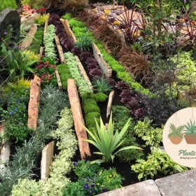 Best Companion Plants for Succulents