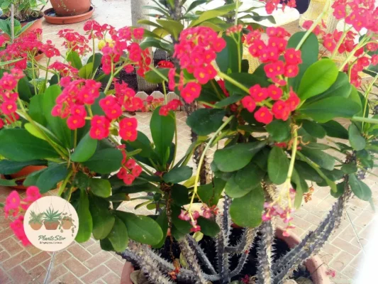 Best Companions for Succulents