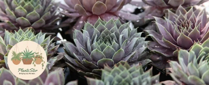 Best Companions for Succulents