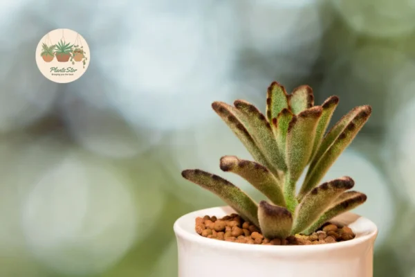 Kalanchoe Tomentosa