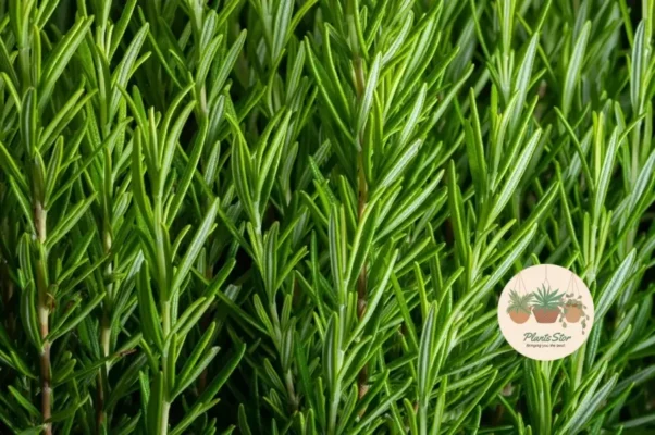 Best Companions for Succulents