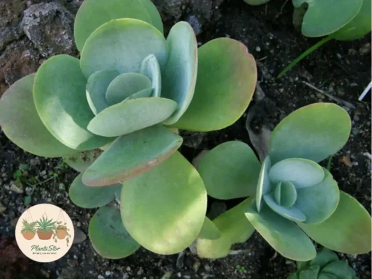 Kalanchoe Thyrsiflora