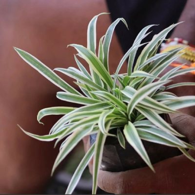 spider plant