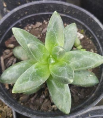 Pachyphytum