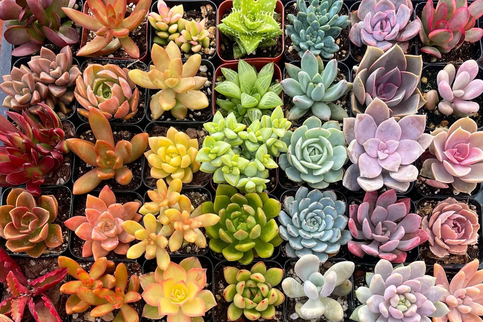 Change The Color of Your Succulent- Yes, It`s Possible! - UnusualSeeds
