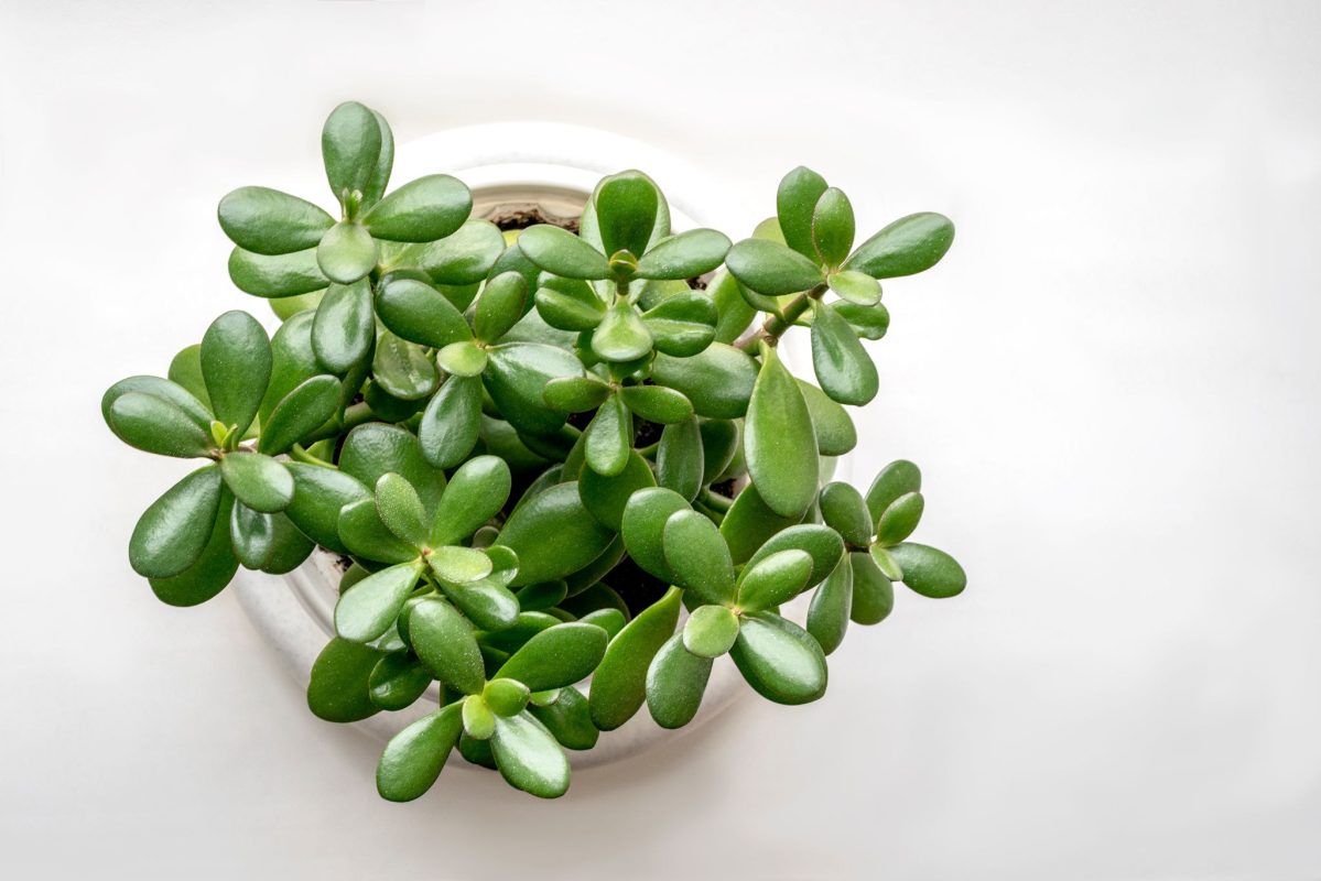 crassula ovata