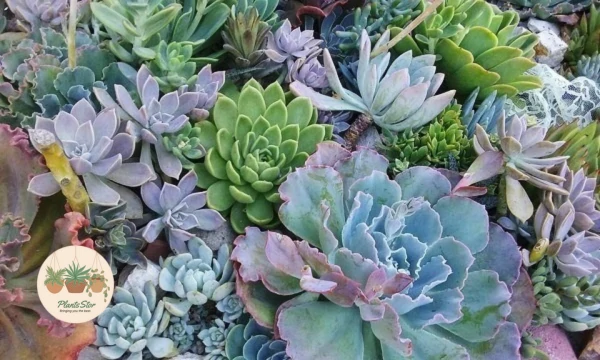 History and Cultural Significance of Succulents