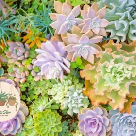 History and Cultural Significance of Succulents
