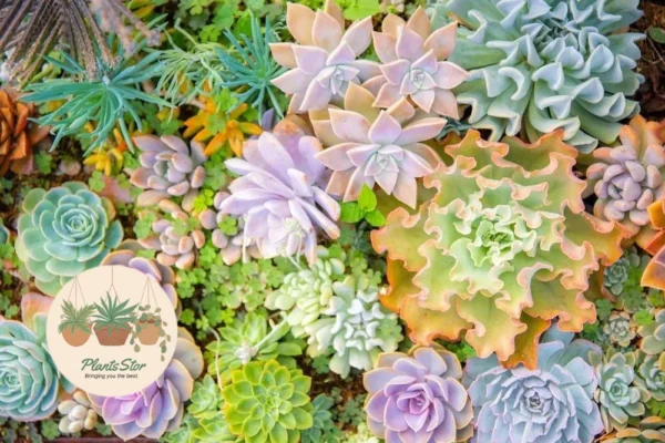 History and Cultural Significance of Succulents
