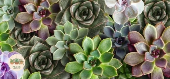 History and Cultural Significance of Succulents