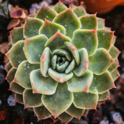 Succulent Pest and Disease Guide