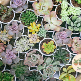 Best succulents to grow after monsoon