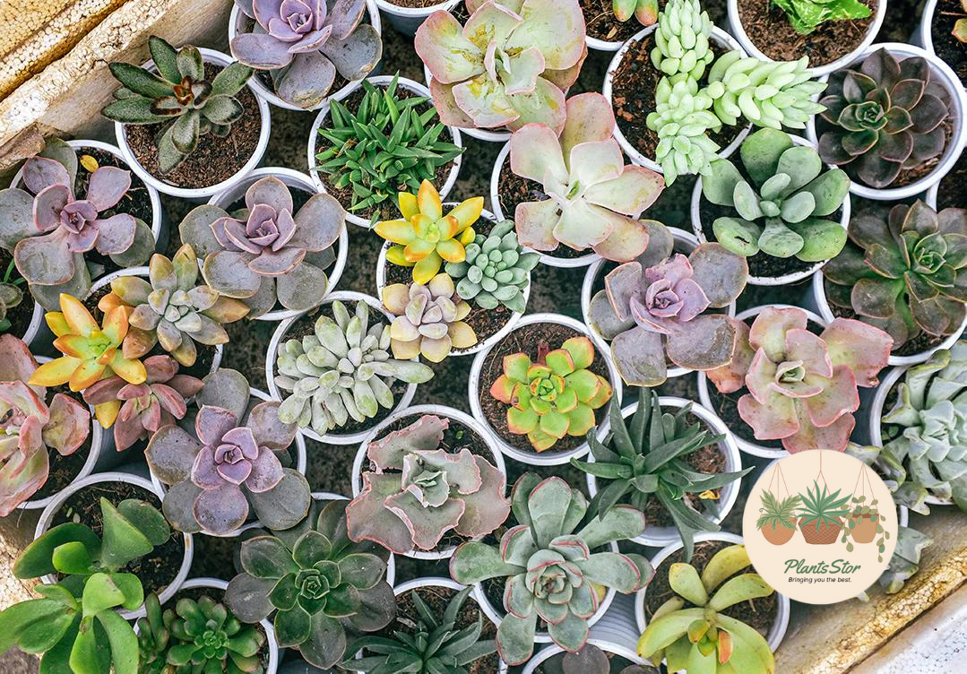 Best succulents to grow after monsoon