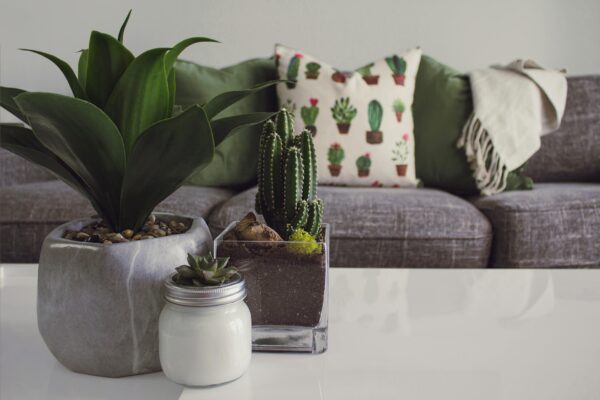 Indoor plants and a candle on a white table in front of a gray couch with cactus-themed pillows.